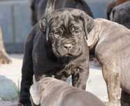 Cane Corso ZKwP/FCI / oddział Wrocław