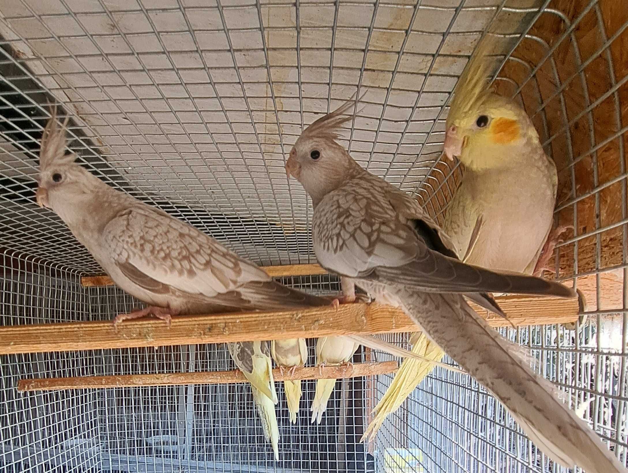 Disponíveis caturras, periquitos e agapornis
