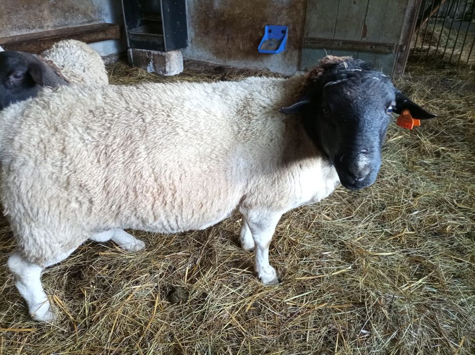 Tryk baran - rasa Doper - 1,5 roku - sprawdzony - spokojny !!!