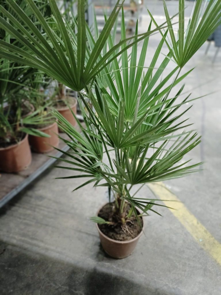Palma ogrodowa mrozoodporna
