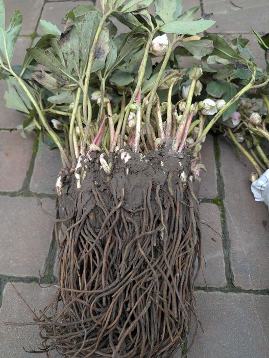 Морозник,чемерник