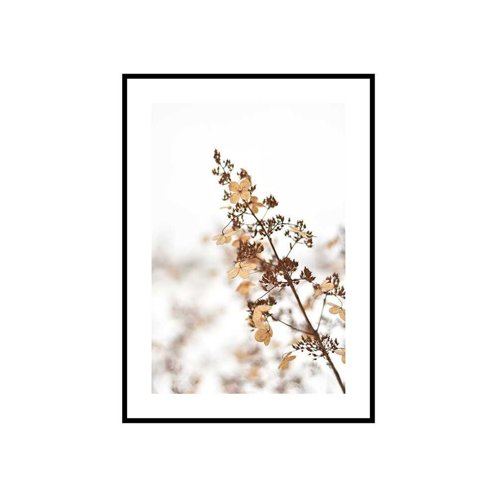 Plakat obraz zdjęcie format A3 30x40 cm kwiaty białe hortensje paproć