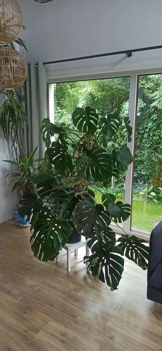 Monstera Delciosa
