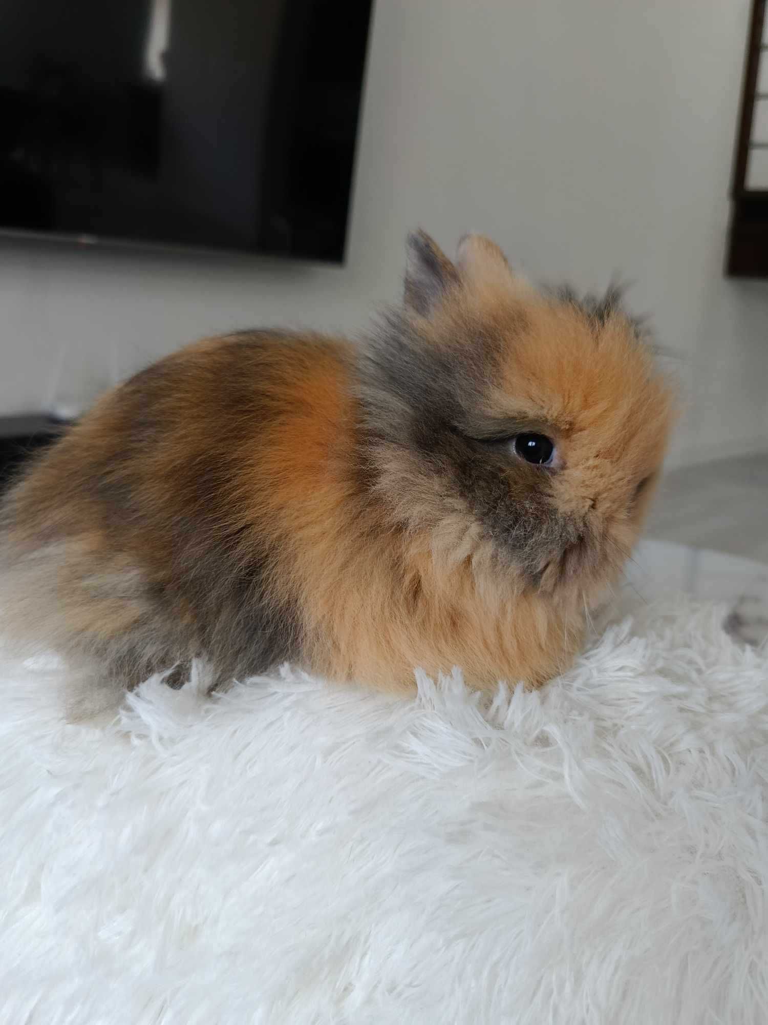 Mini lop karzełek Teddy hodowla zarejestrowana