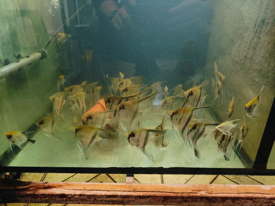 Pterophyllum Scalare MIX