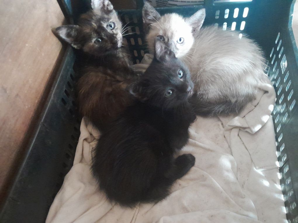 Gatinhos para adoçao