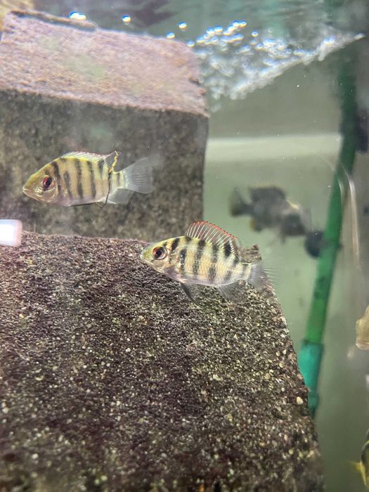 tilapia maria juvenil
