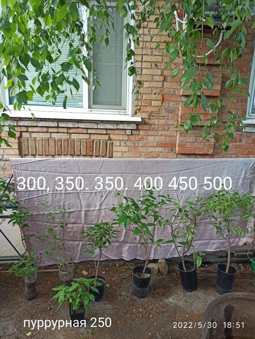 Актинидия самоопыляющаяся двуполая, инжир, крыжовник, игра,малина и др