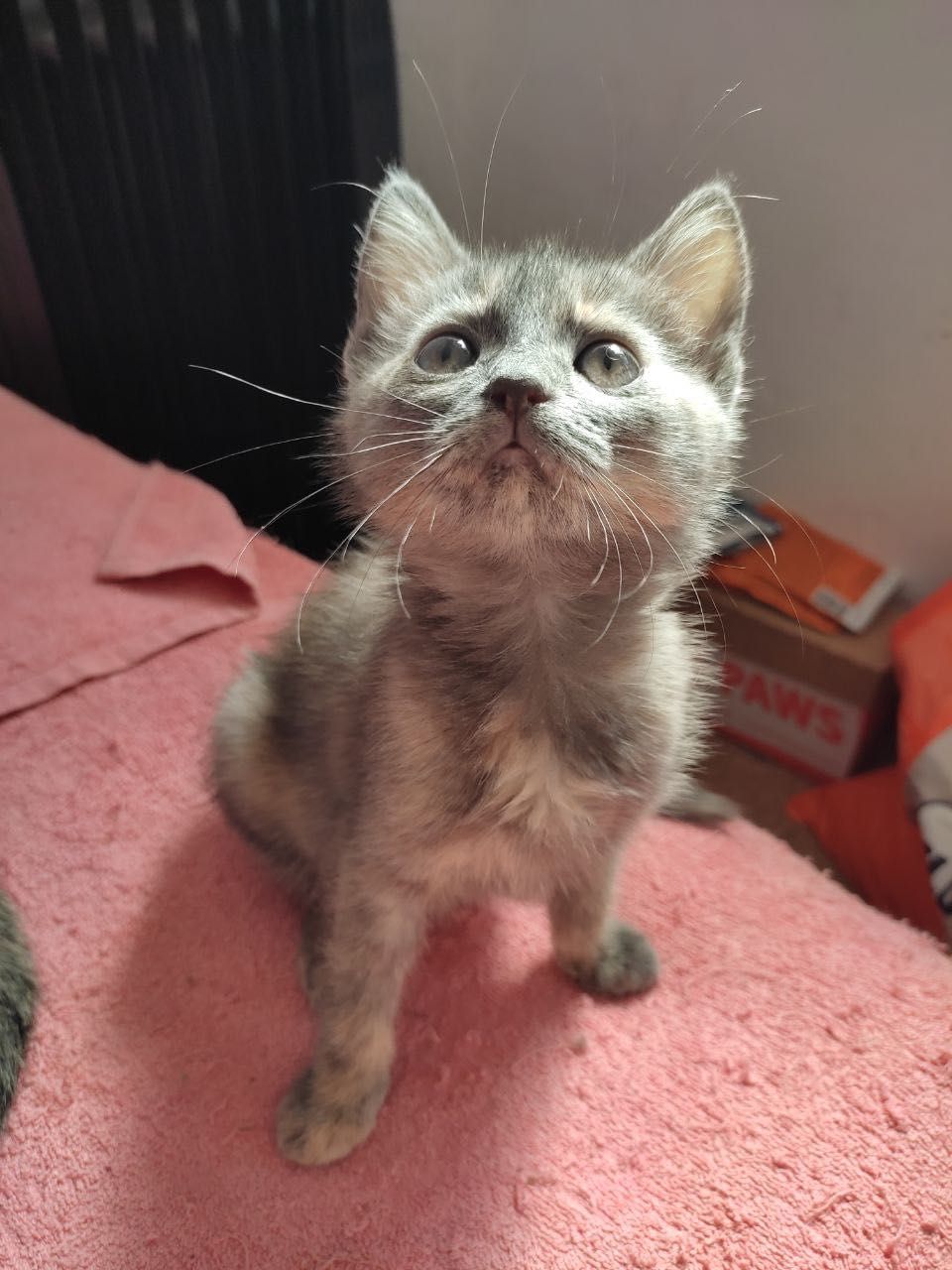 Необычный окрас бесплатно котенок
