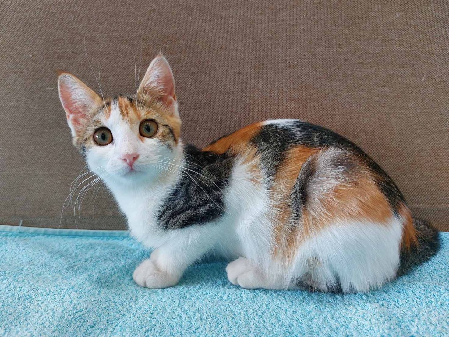 Котенок. Девочка.