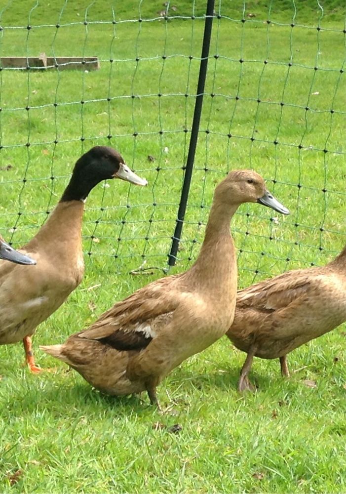 Patos khaki campbell jovens.