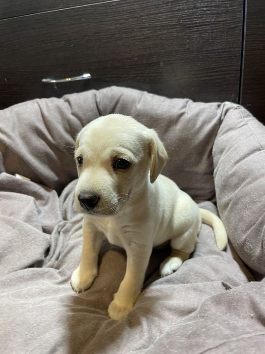 Цуценя шукає родину