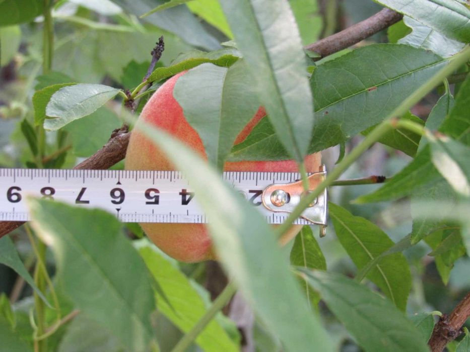 Саженцы персика этого года. Чёрная смородина. Хвойные...