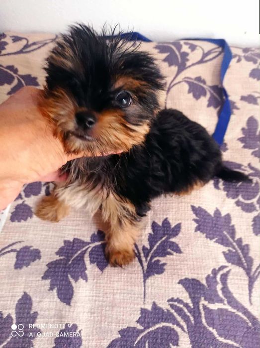 Yorkshire Terrier Miniatura de Qualidade TOP