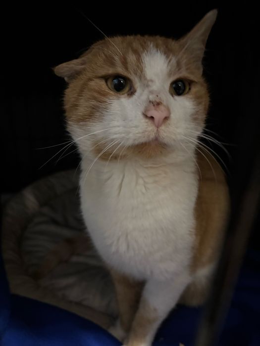 Miś kocurek JOGI prosi o domek