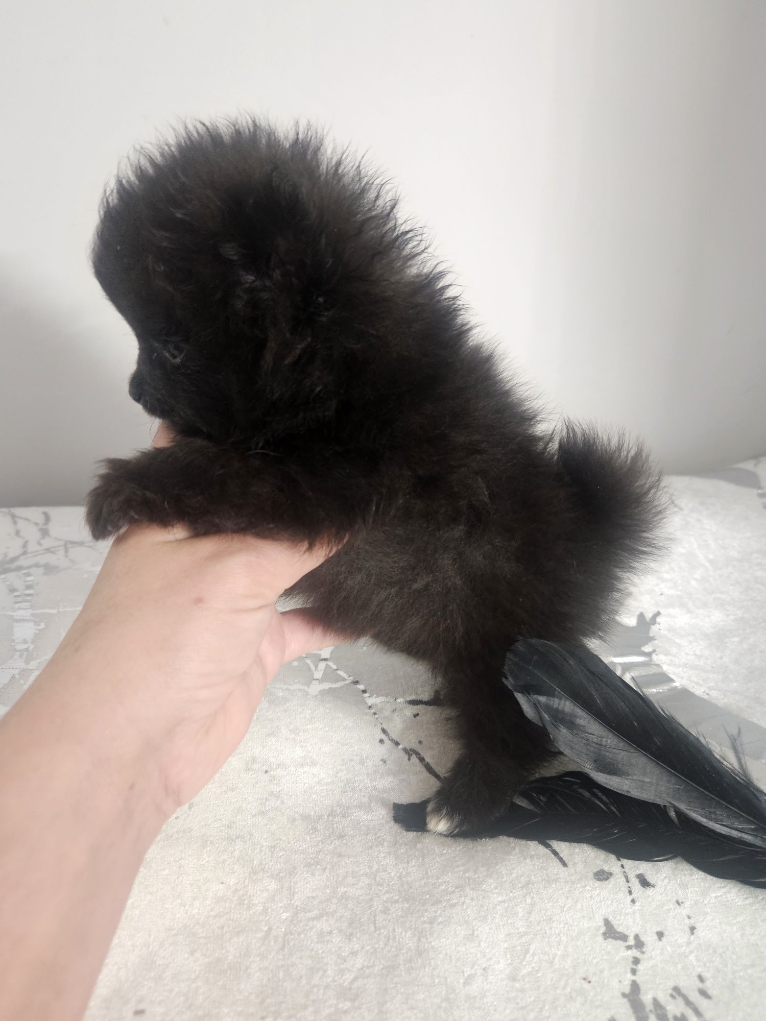 Pomeranian tyci czarna suczka