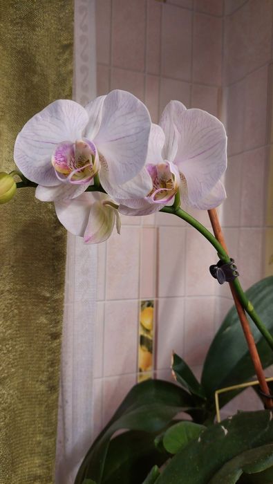 Орхидеи отцветашки цвета разные