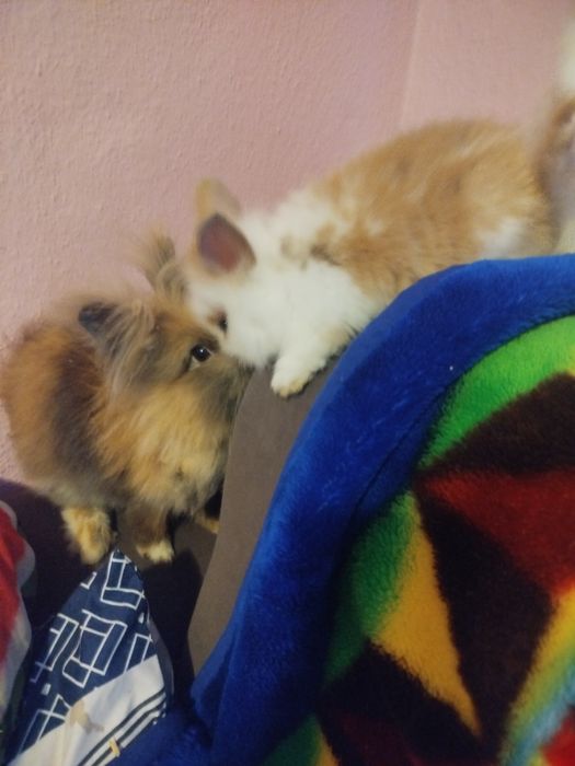 Декоративні кролики