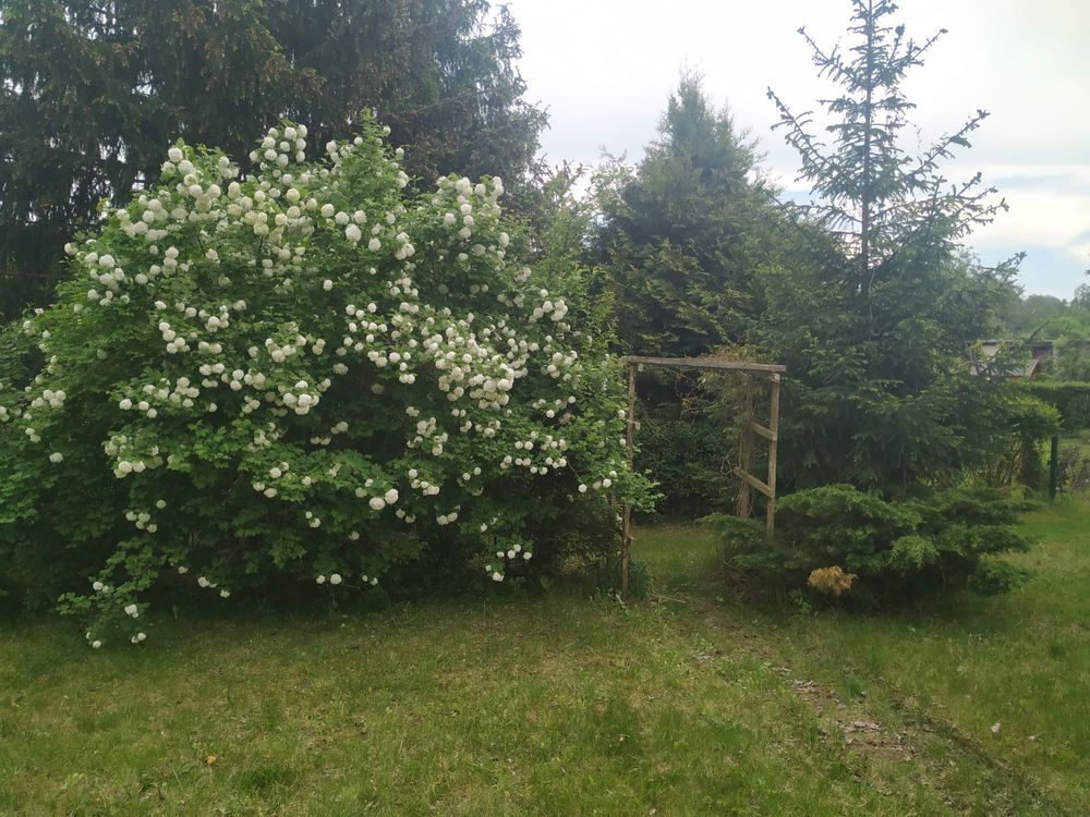 Działka ROD Nadwiślany Toruń