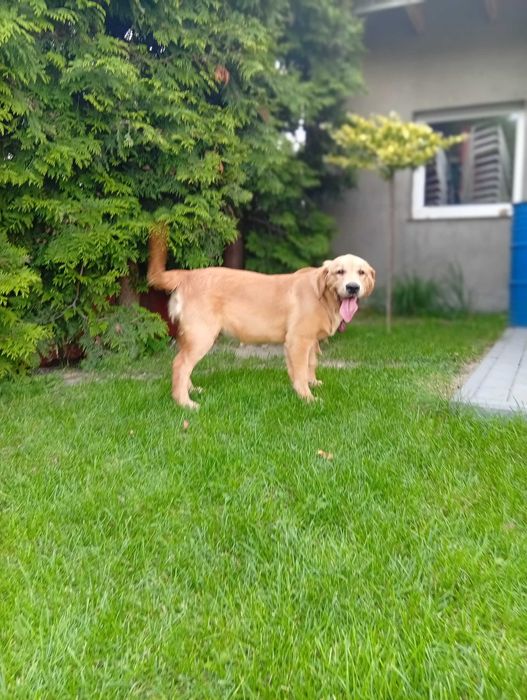 Szczenię golden retriever do odbioru