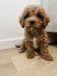 Cavapoo suczka