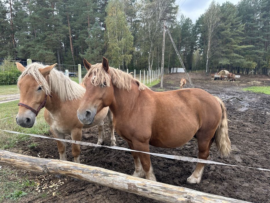 Konie Klacze Zrebne Zrebaki Sztumy Cale stado