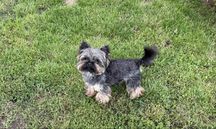 Yorkshire terrier reproduktor