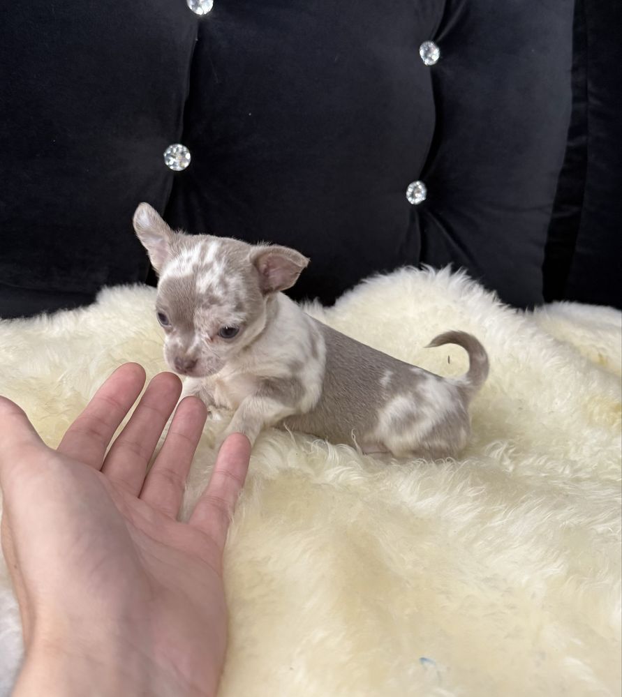 Chihuahua blue merle piesek krótkowłosy