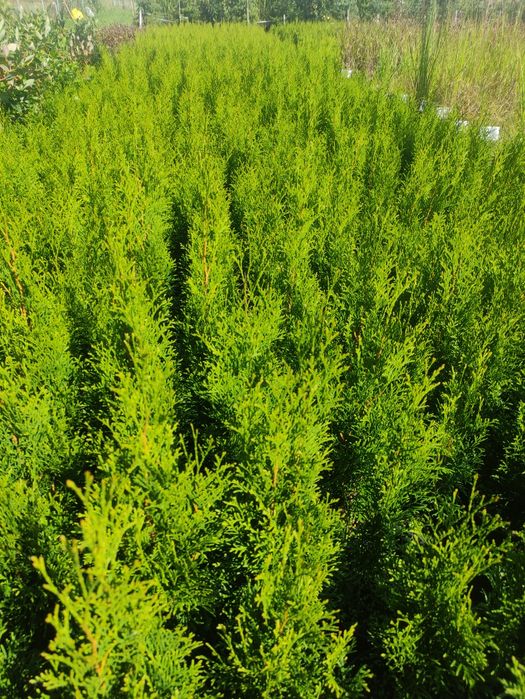 Tuja szmaragd 60-70cm w doniczce 1,5l