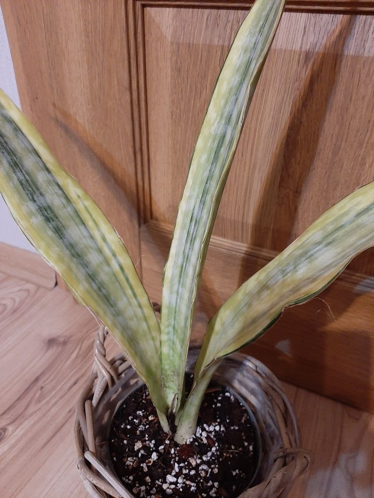 Sansevieria metalica yellow variegata.