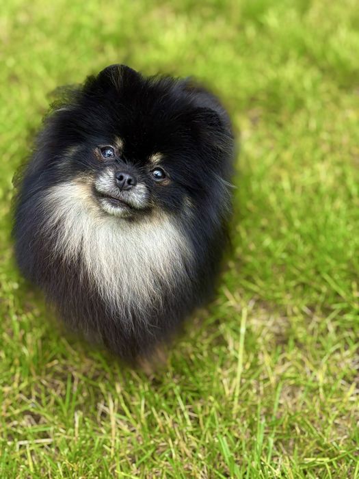 Wyjątkowa sunia szpica miniaturowego o cudownym usposobieniu!