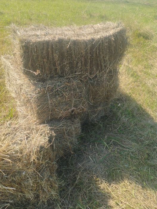 Тюки із сіна отави урожай 2025