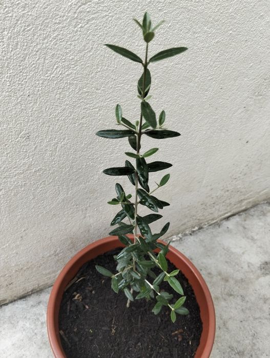 Oliveira em vaso