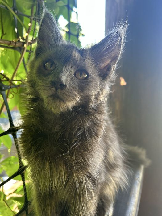 Maine coon  niebieski solid