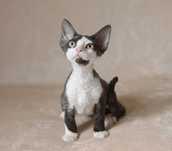 Chłopiec Devon Rex czarny z bielą