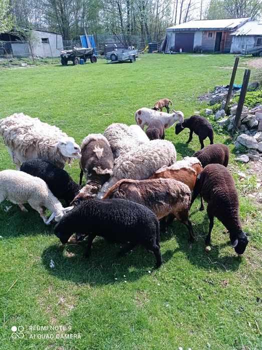 Sprzedam owce. Krzyżówka. Zapraszam.