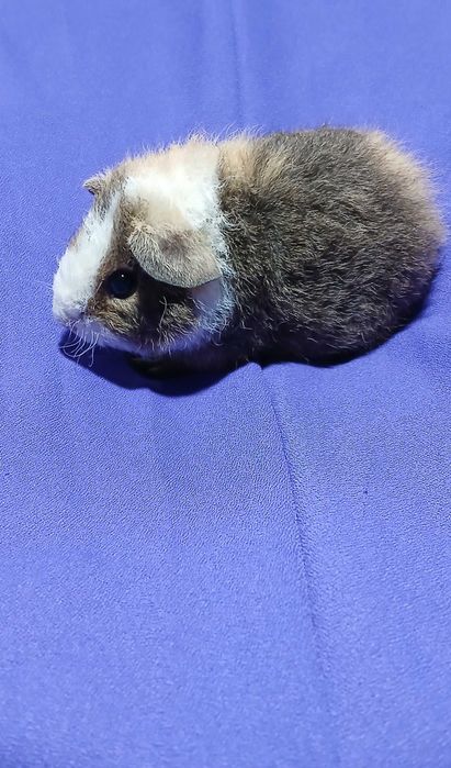 Морська свинка , тедді.