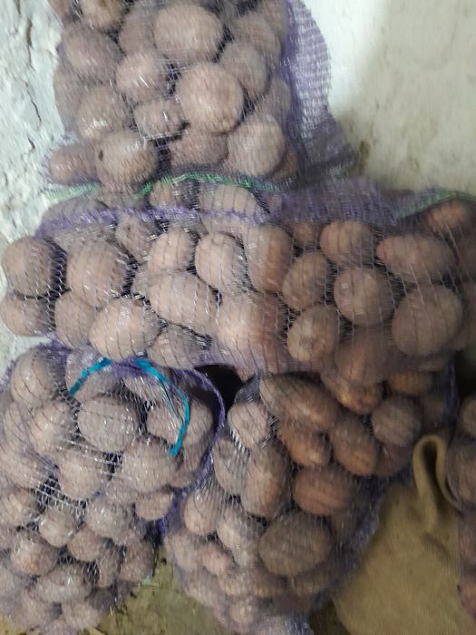 Продам картоплю грубу.