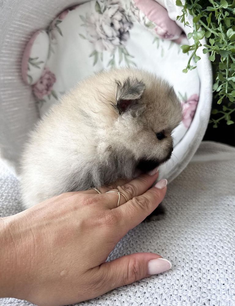 Piękna dziewczynka maleńka XS Pomeranin! Zapraszam do rezerwacji.