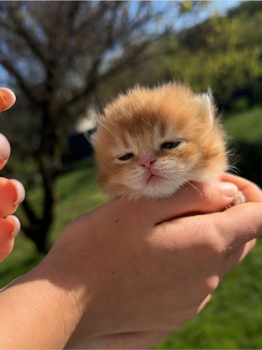 Золота британська шиншила кошеня котик кішечка