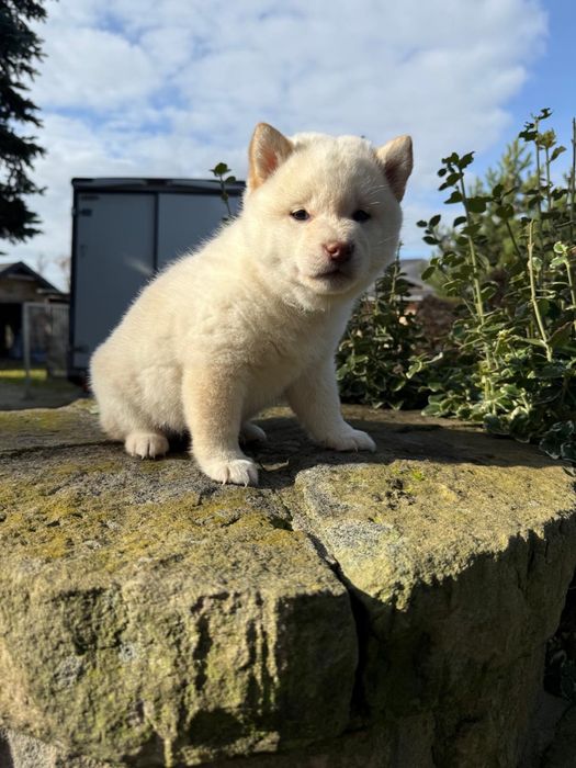 Szczeniaczki shiba Inu FCI