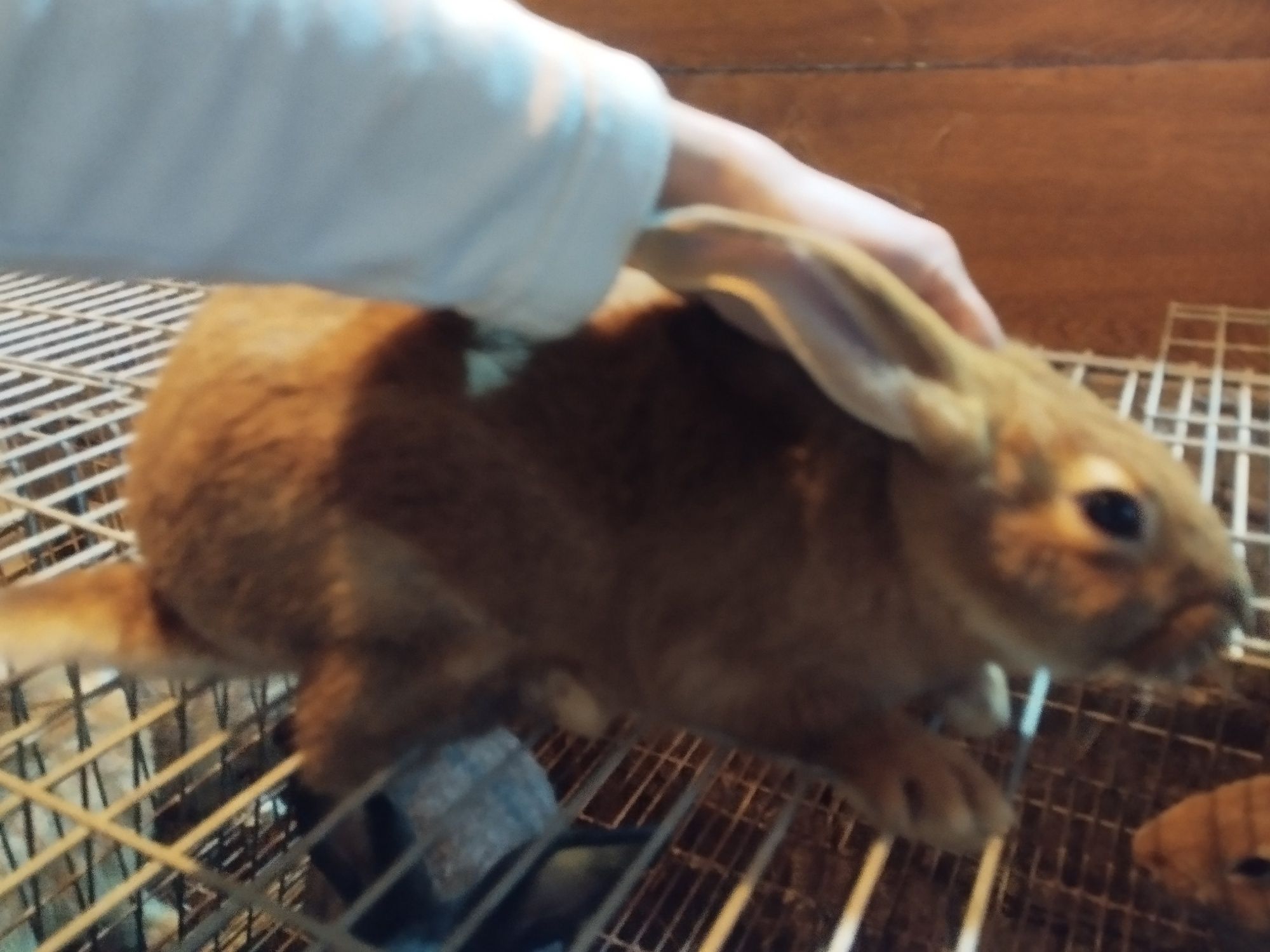 Coelhos caseiros