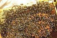 ПРОДАМ 4-х рамочні бджолопакети