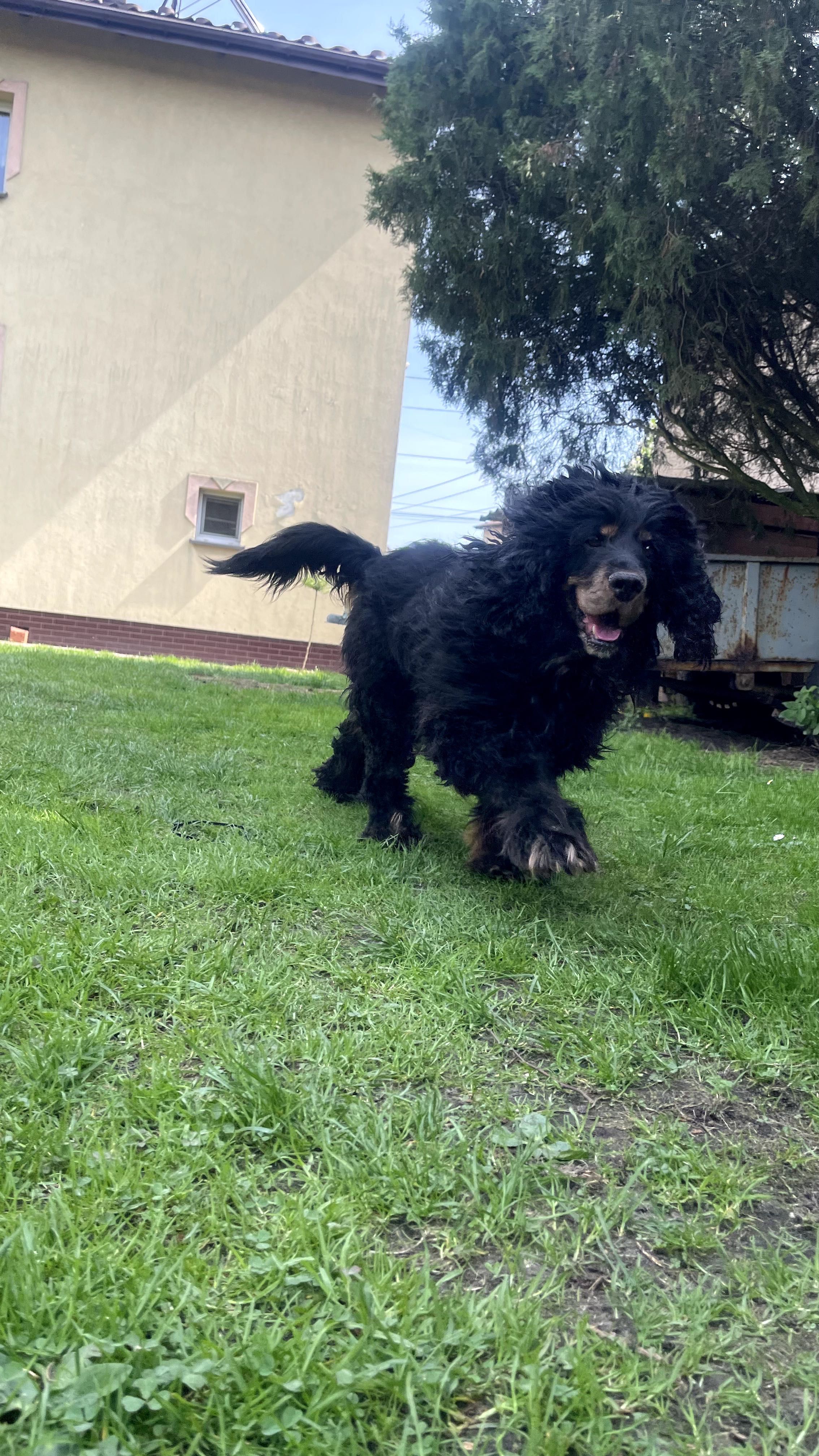 Czarek w typie Spaniela do adopcji