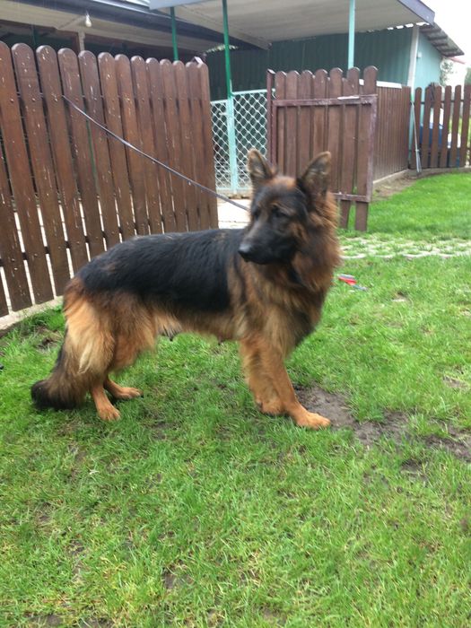 Owczarek Niemiecki Długowłosy