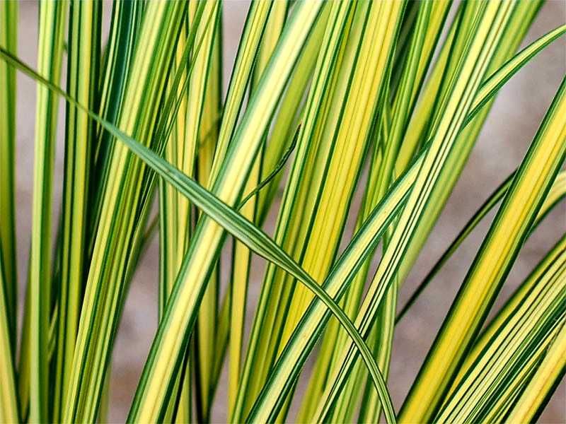 Trawa pampasowa "Gold Mini Pampas", złoto-zielone liście, nowość!