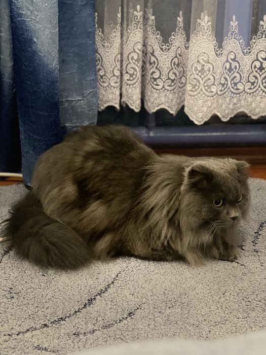 Котик в добрі руки