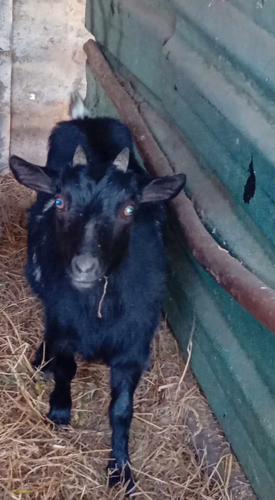 Vendo cabras/ borregas