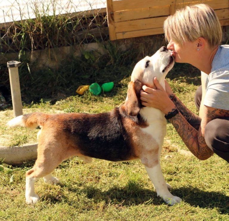 Urocze dwa beagle do adopcji