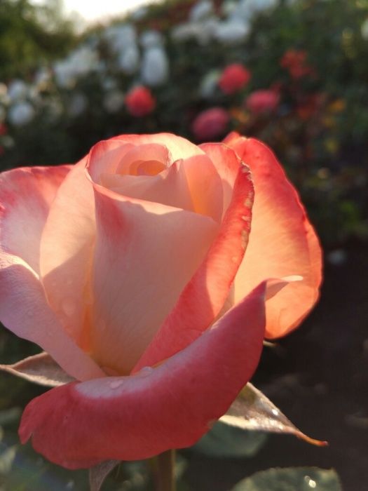 Продаю саженцы роз, кусты роз чаиногибридные ,спрей ,вьющиися